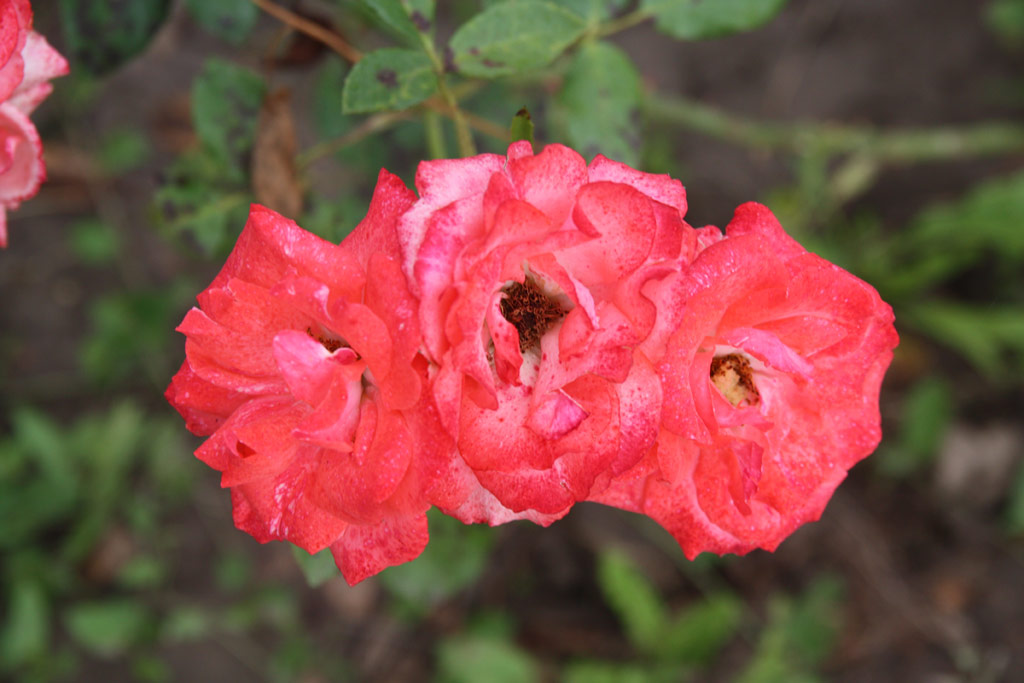 růže Krass�-Sz�r�ny