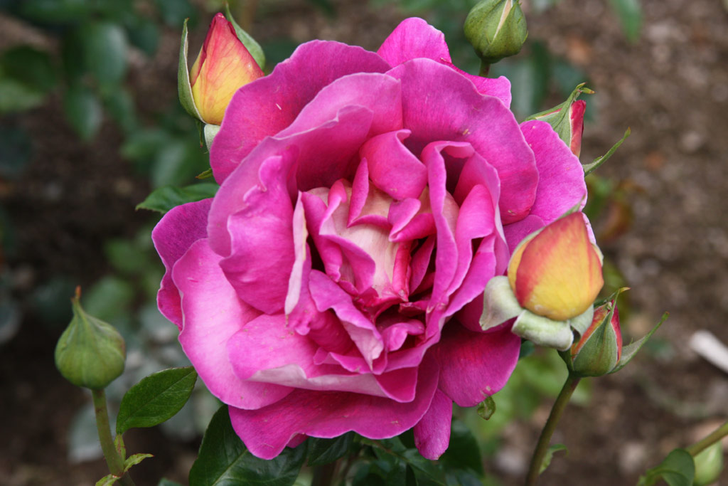 růže Kronenbourg