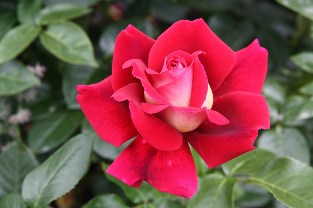 růže Kronenbourg
