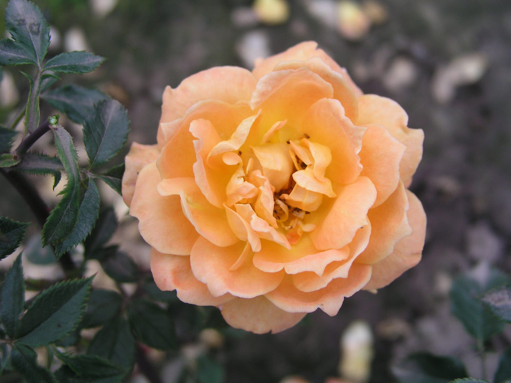 růže Kupferknig