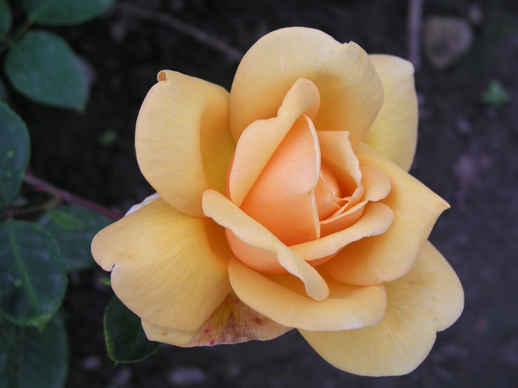 růže Kupferknigin