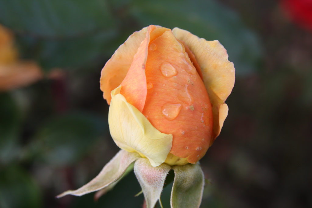 růže Kupferknigin