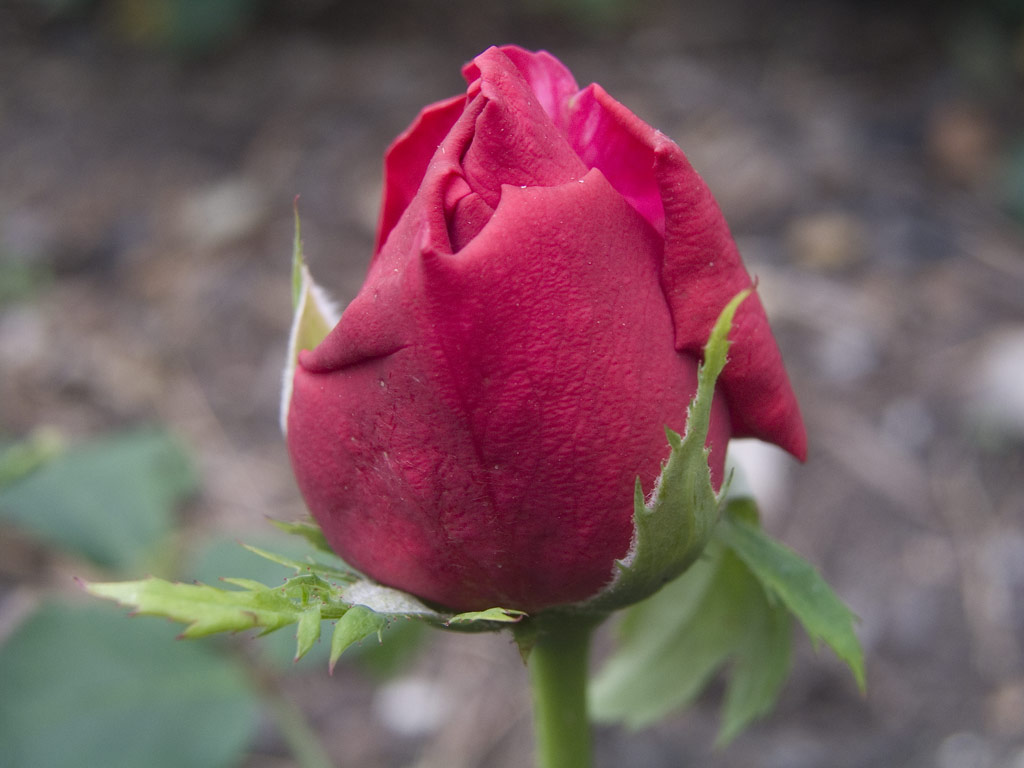 růže L. D. Braithwaite