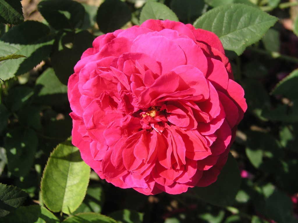růže L. D. Braithwaite
