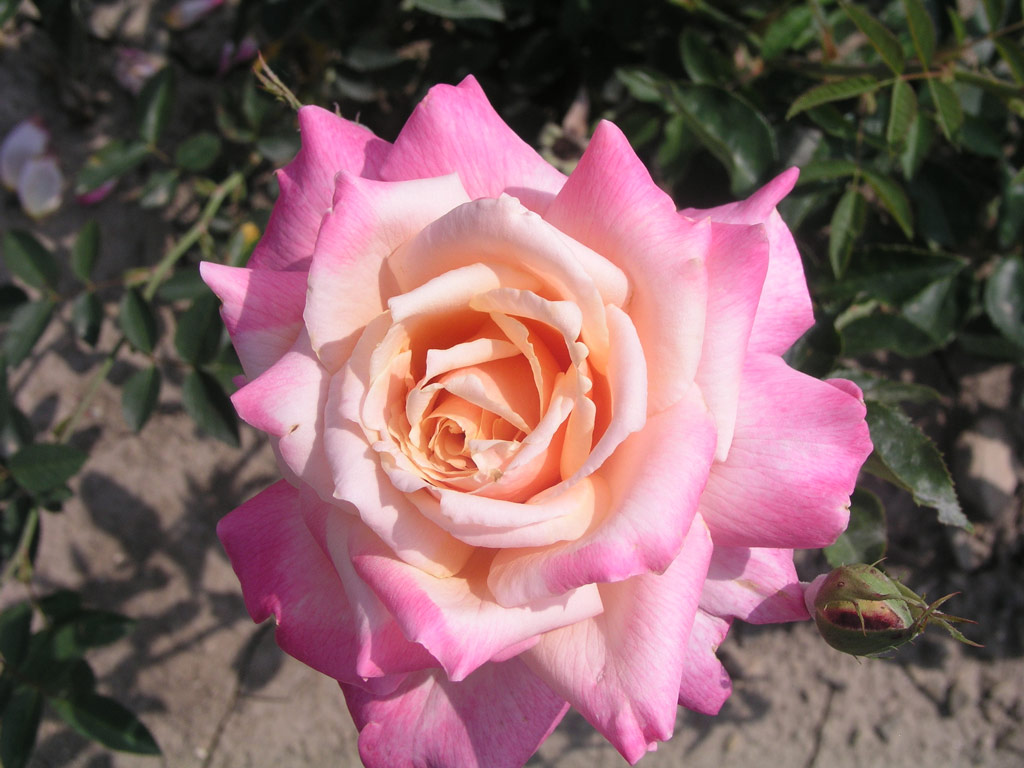 růže La Jolla