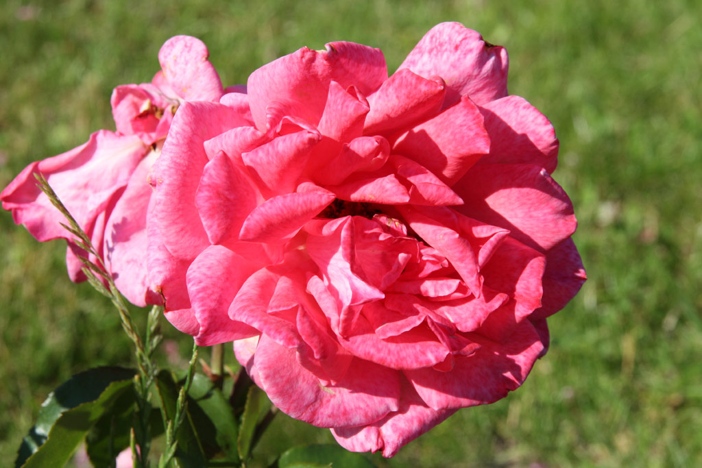 růže La Parfaite