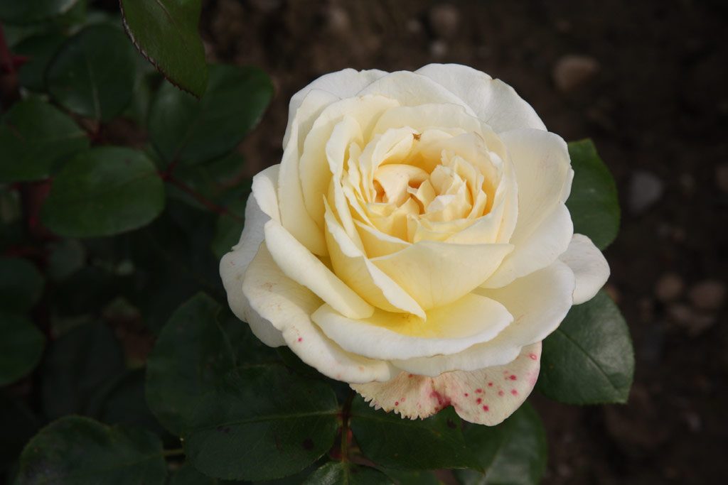 růže La Perla (2008)