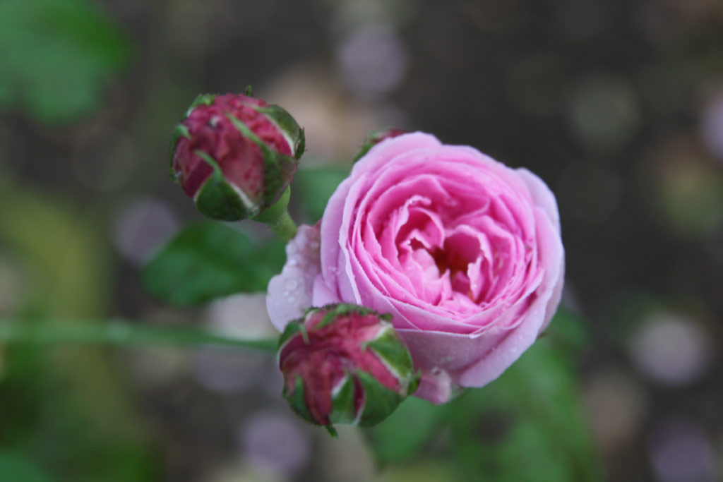 růže La Reine Victoria