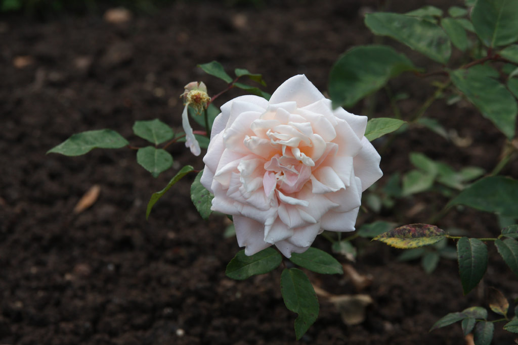 růže La Sylphide
