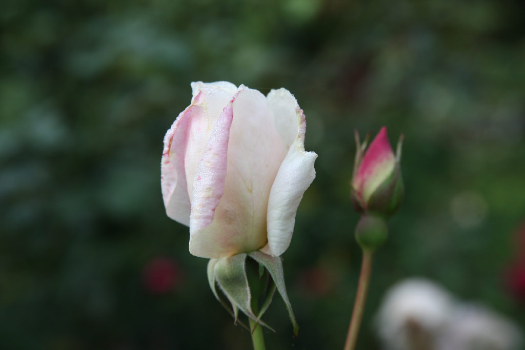 růže La Sylphide