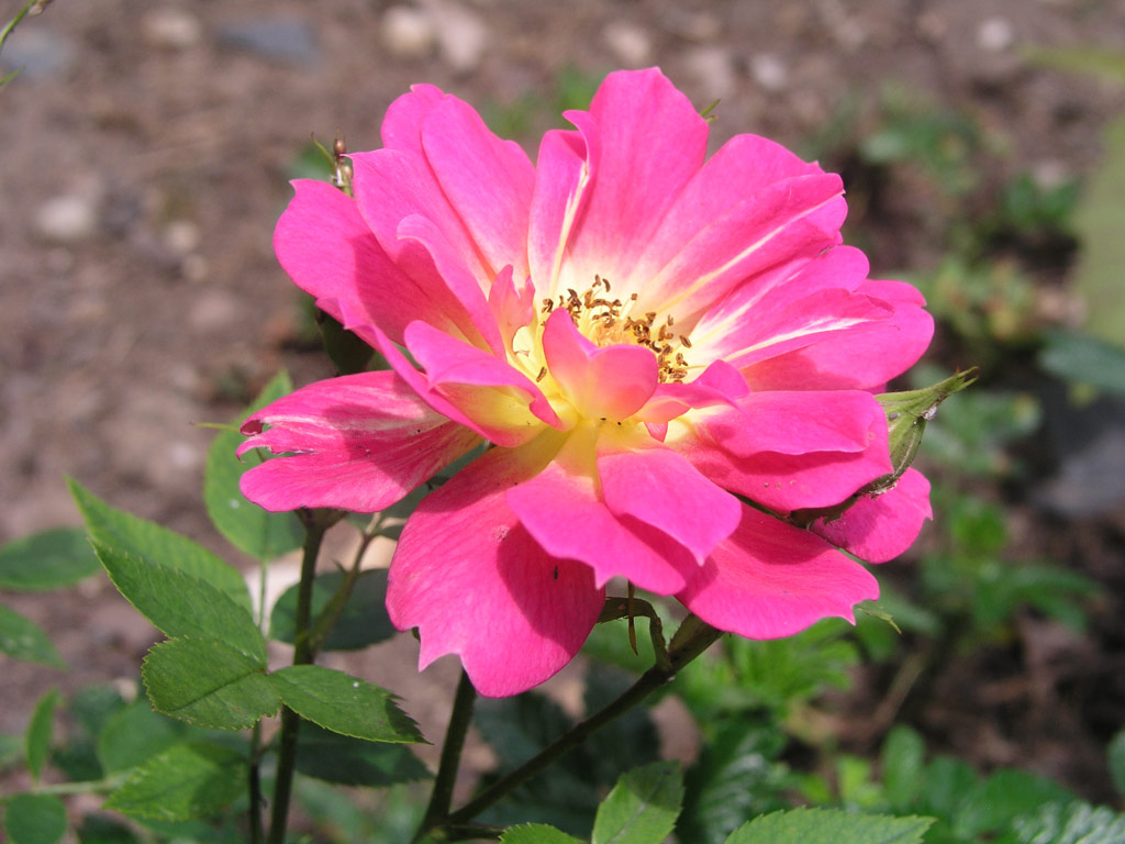 růže Lady Ann