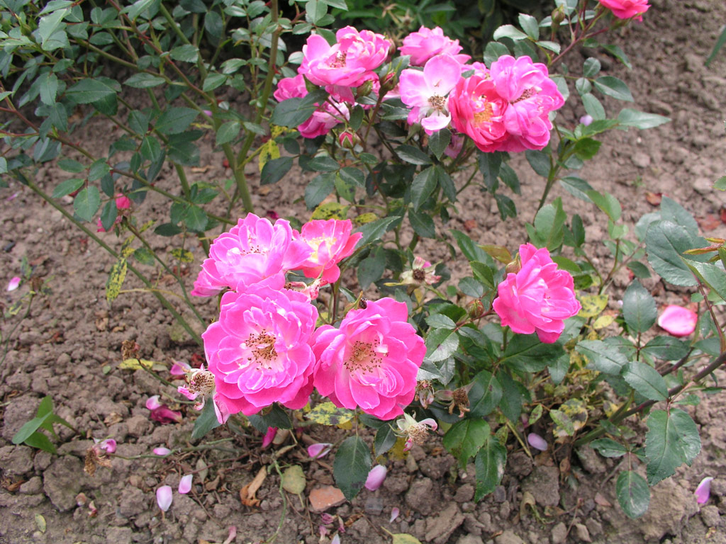 růže Lady Ann