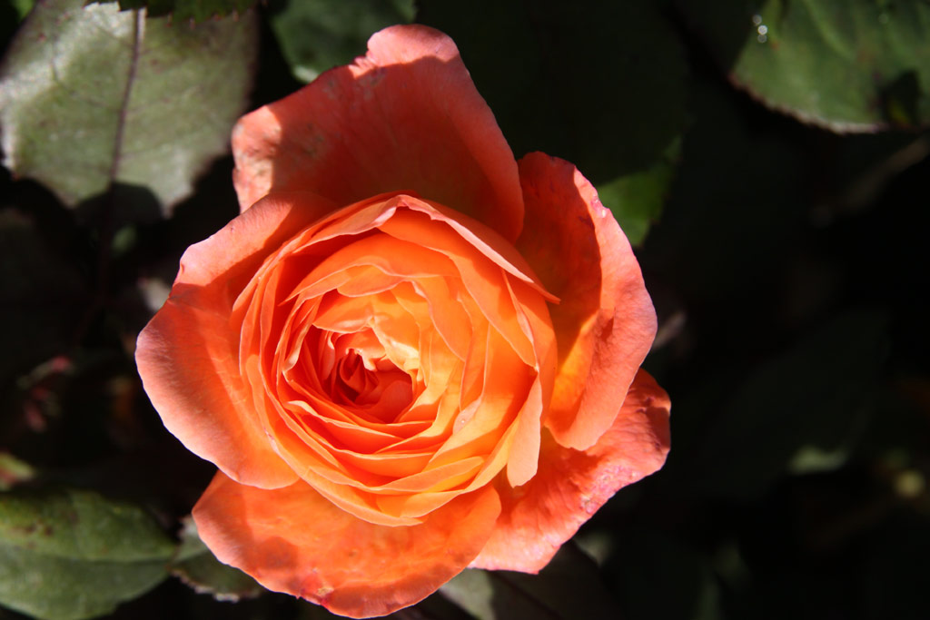 růže Lady Emma Hamilton