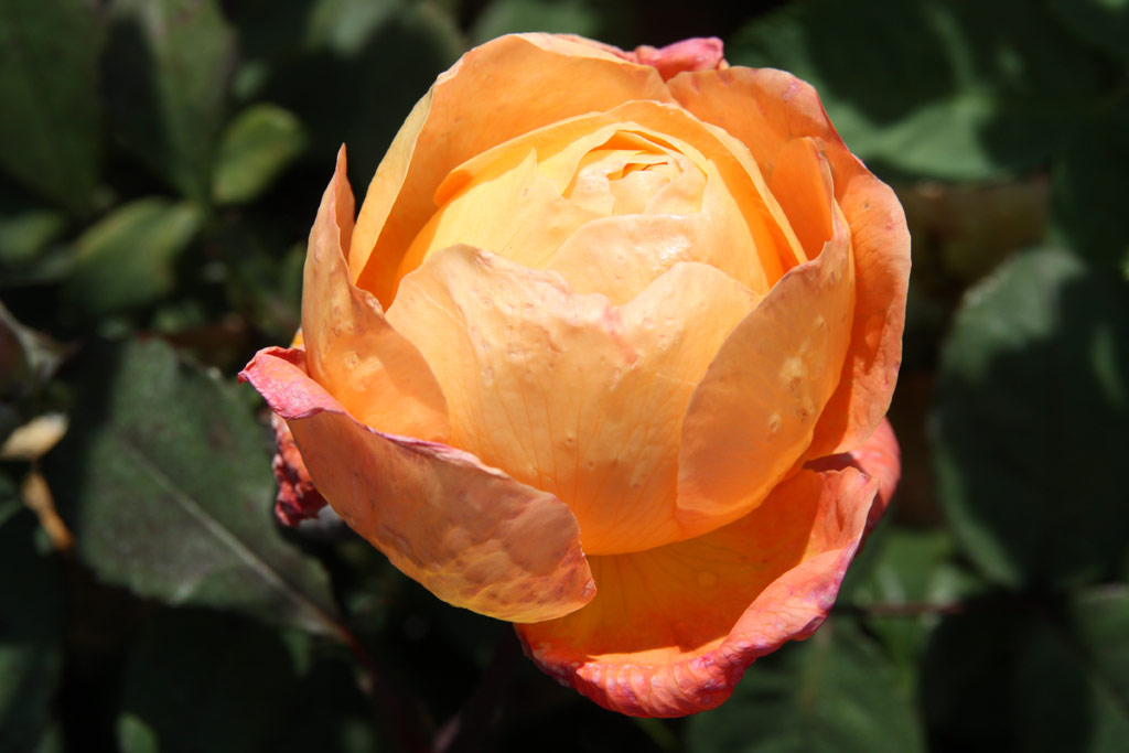 růže Lady Emma Hamilton