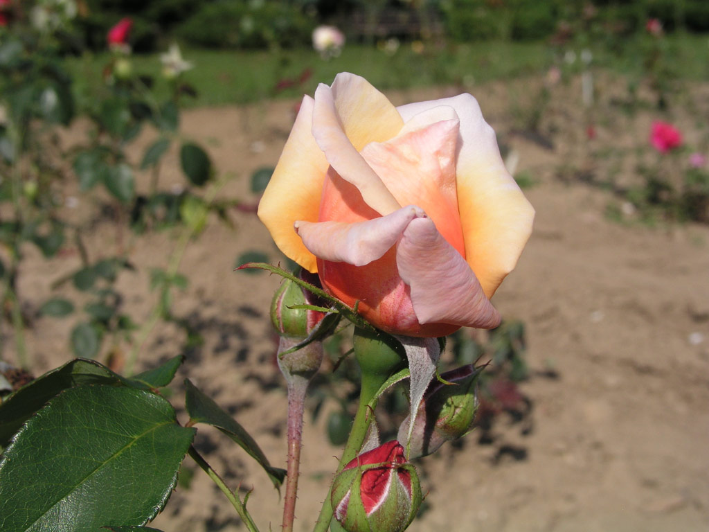 růže Lady Forteviot