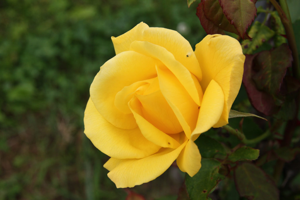 růže Lady Gay (Chotobus)