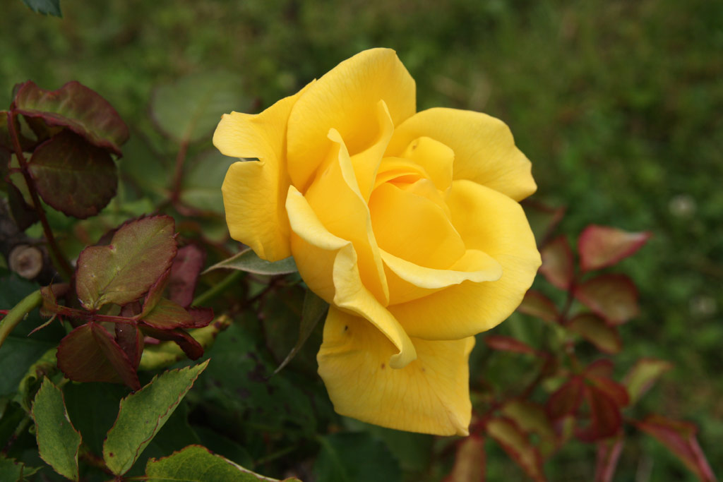 růže Lady Gay (Chotobus)