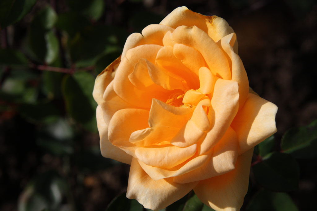 růže Lady Hillingdon