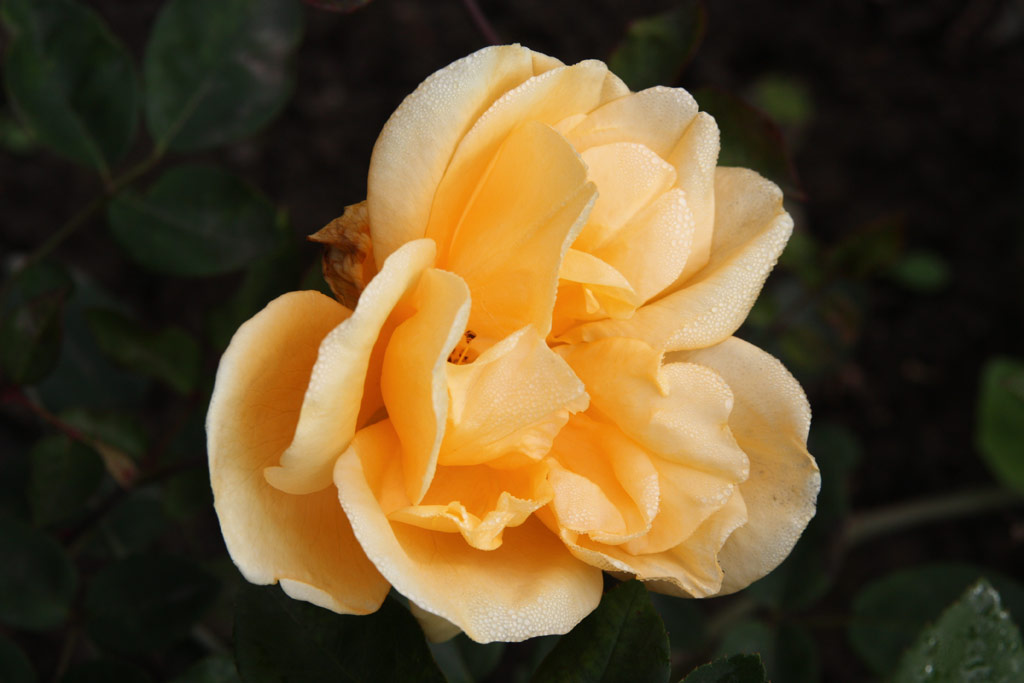 růže Lady Hillingdon