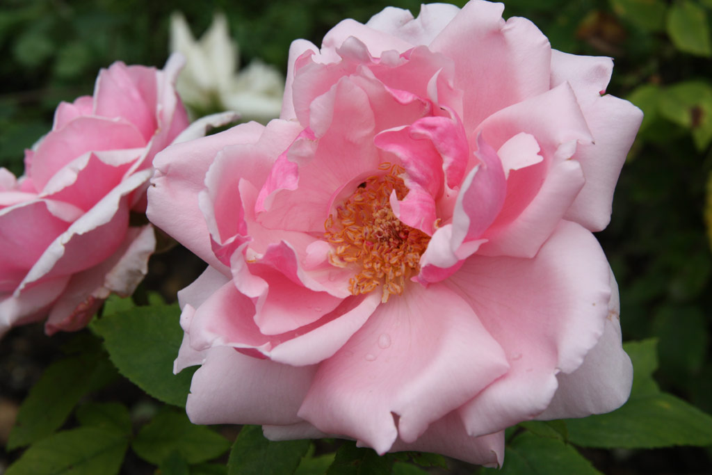 růže Lady Mary Fitzwilliam