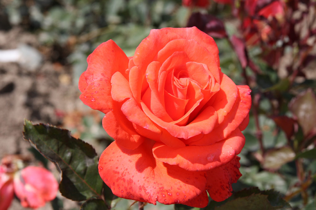 růže Lady Rose