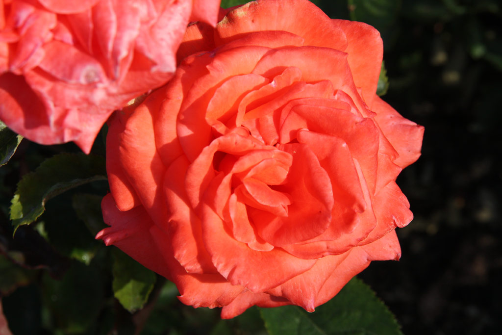 růže Lady Rose