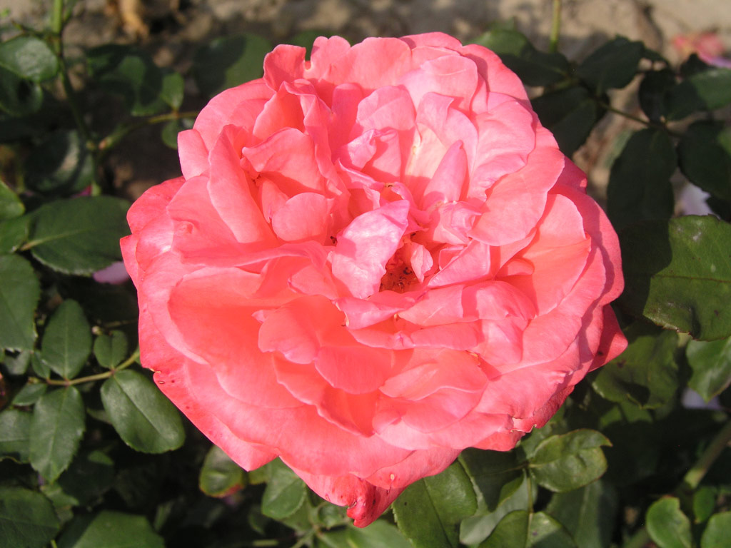 růže Lady Seton