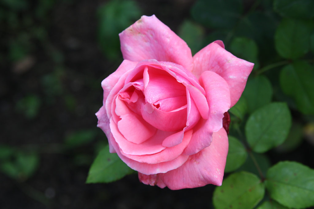 růže Lady Seton