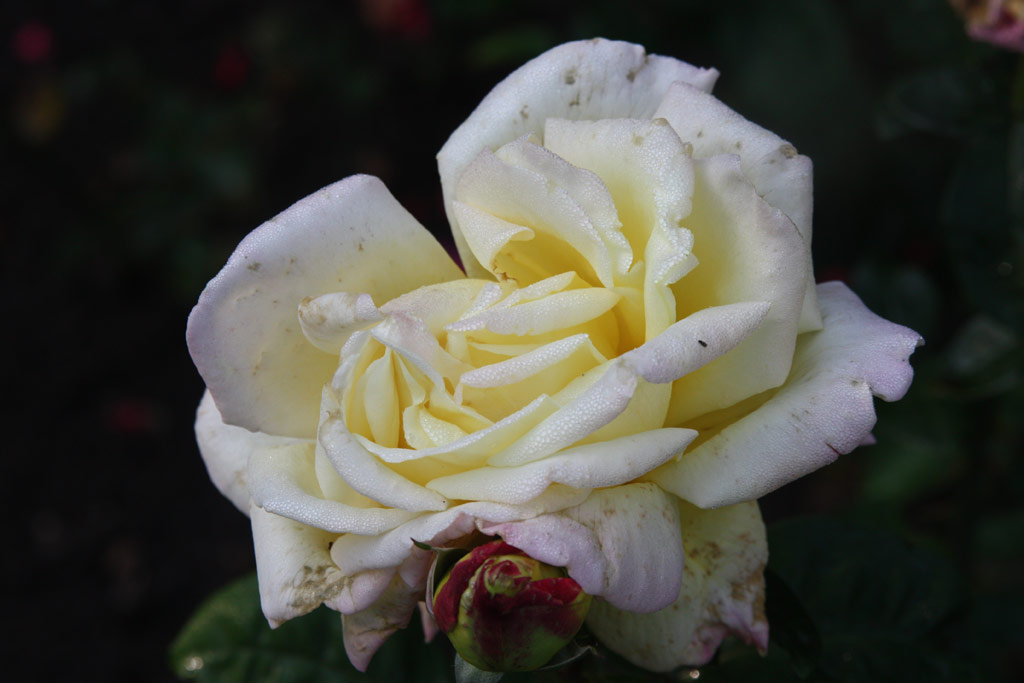 růže Lady Susan Birch