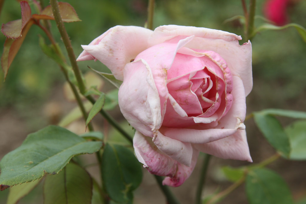 růže Lady Ursula