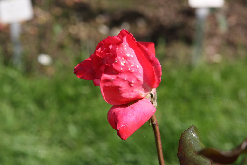 růže Lady Zia