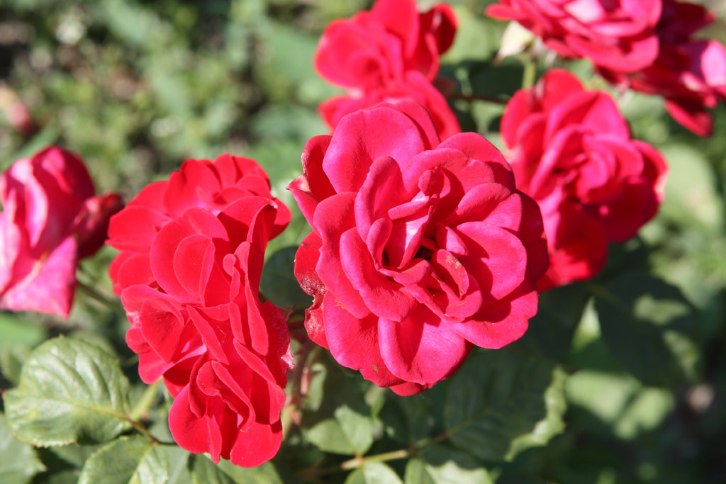 růže Lagerfeuer