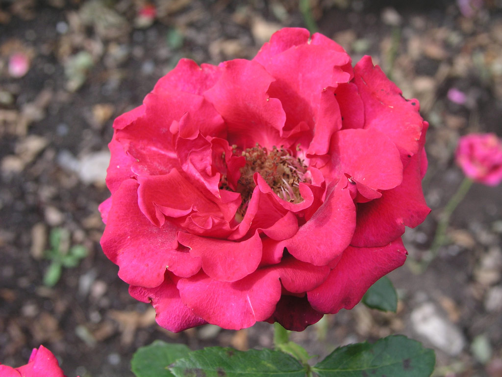 růže Lambada