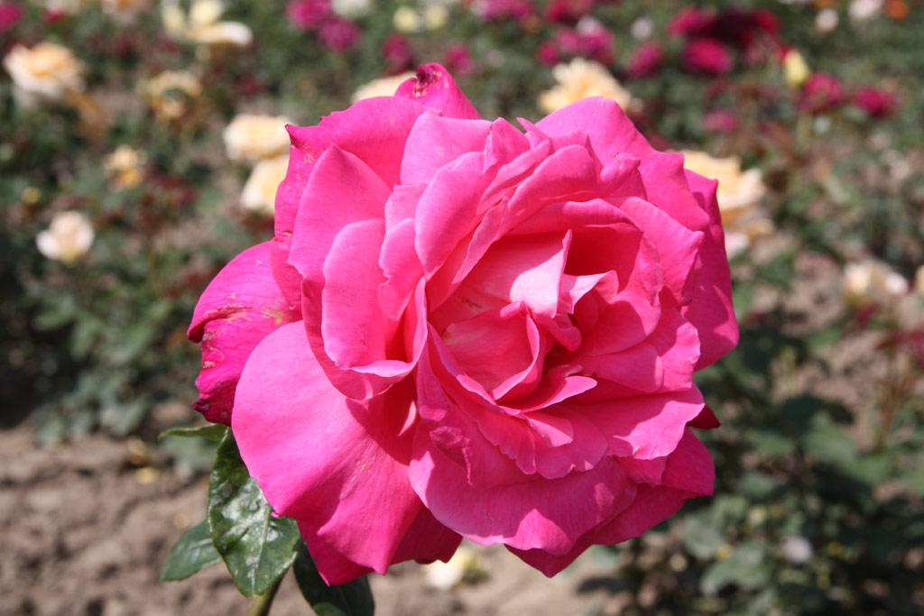 růže Laminuete