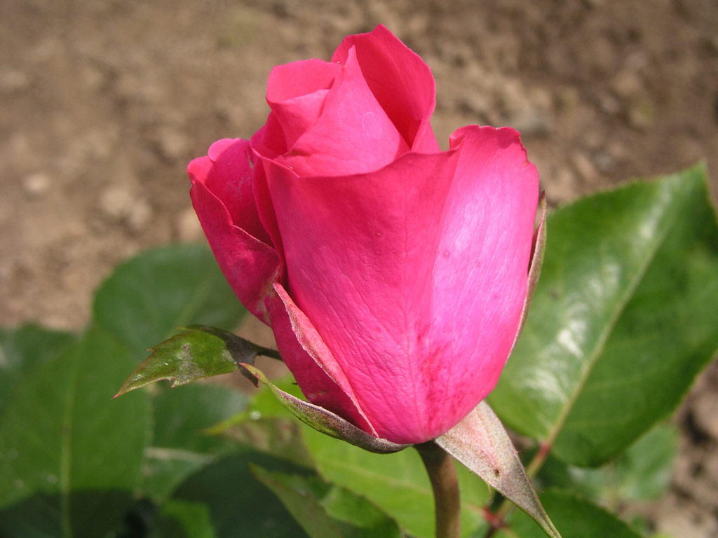 růže Lancome