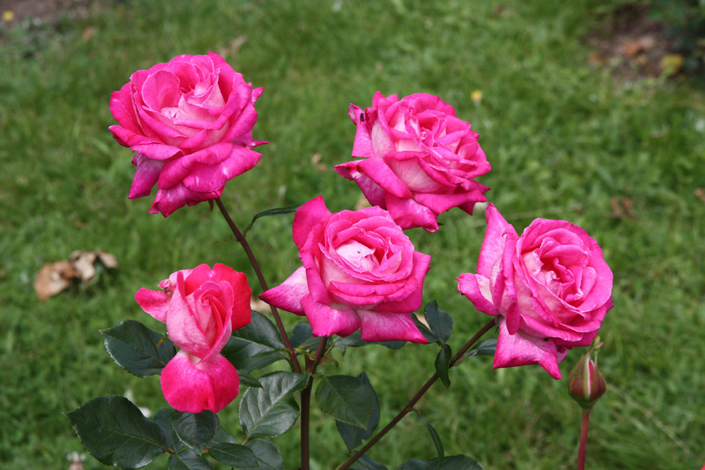 růže Lancome