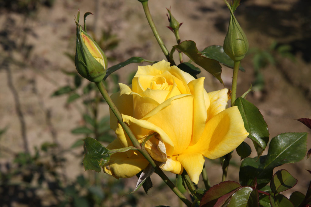 růže Landora