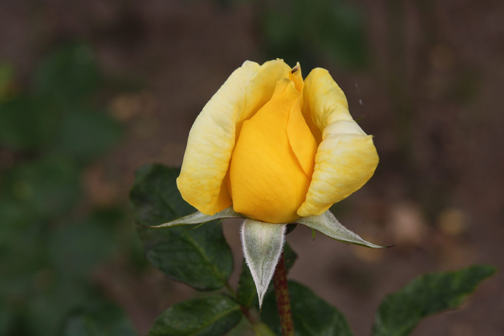 růže Landora