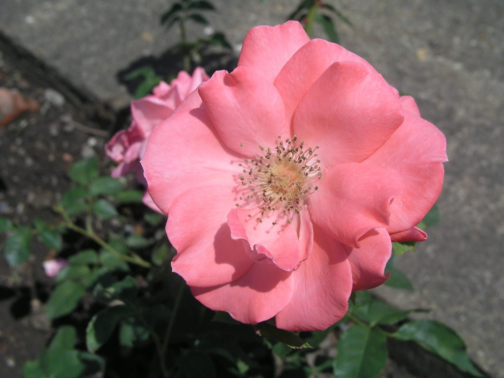 růže Lapponia
