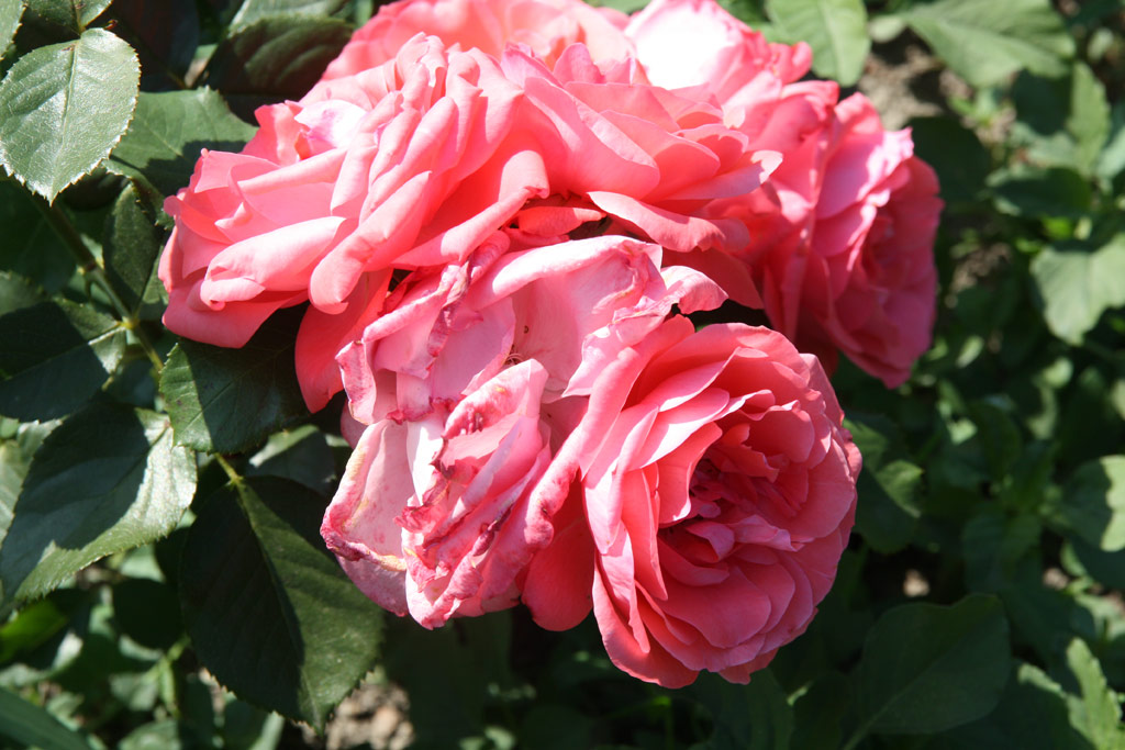 růže Lapponia