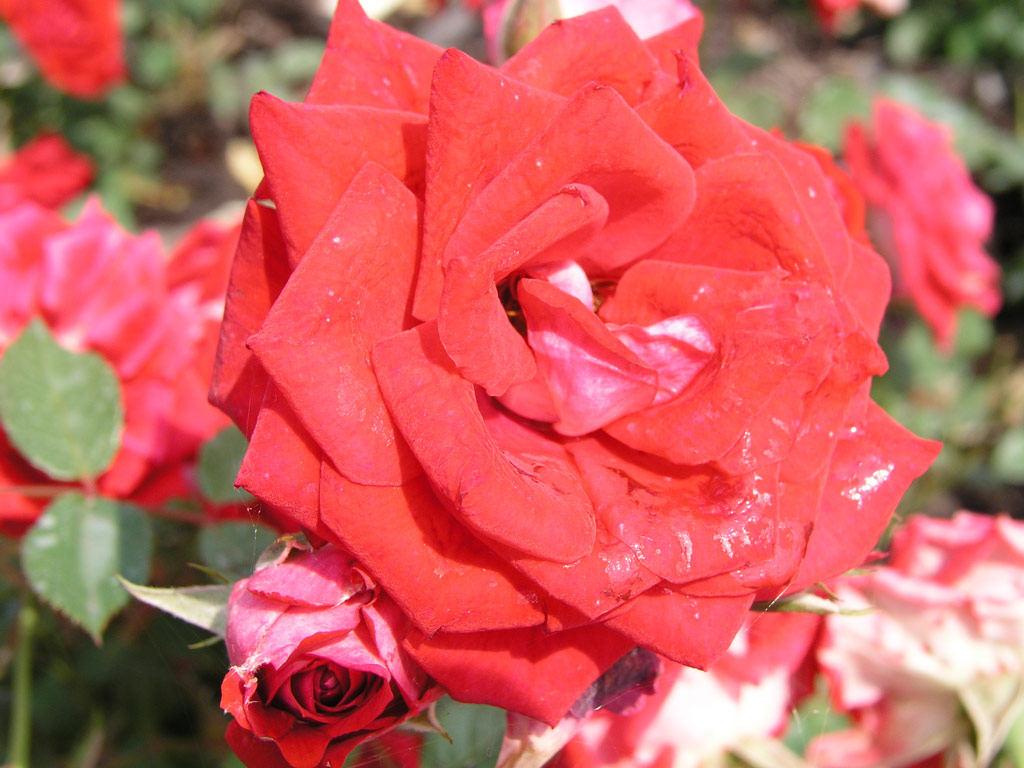 růže Larbenzauber