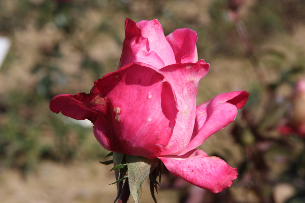 růže Laura