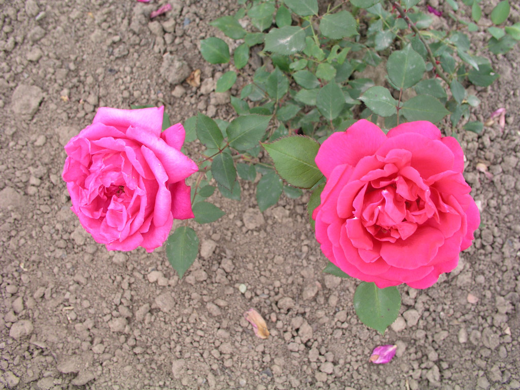 růže Laurent Carle