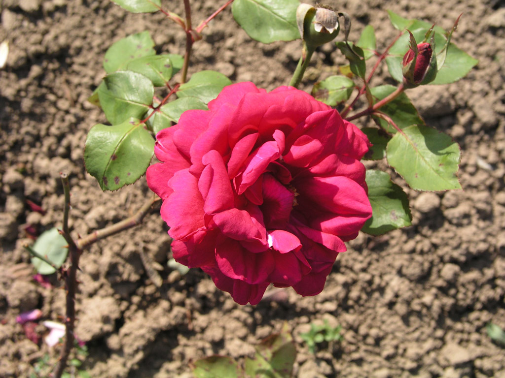 růže Laurent Carle