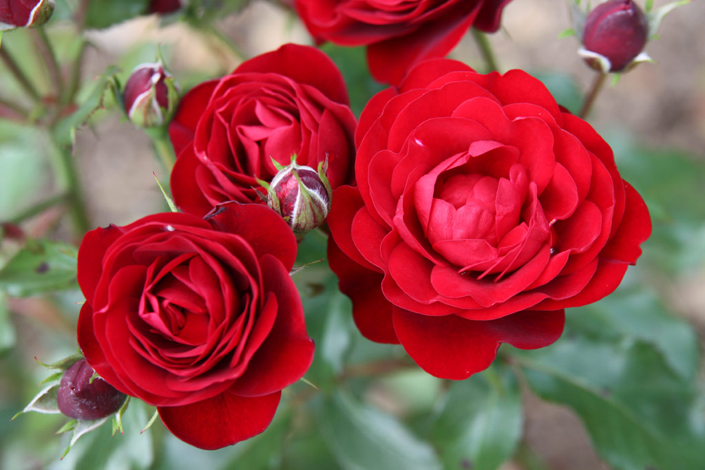 růže Lavaglut