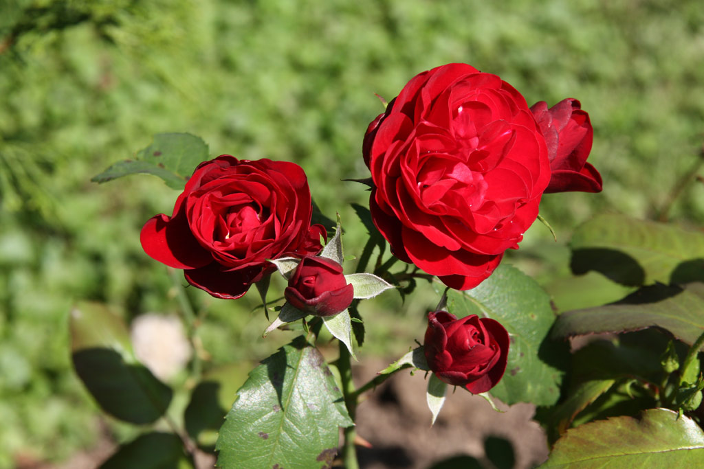 růže Lavaglut