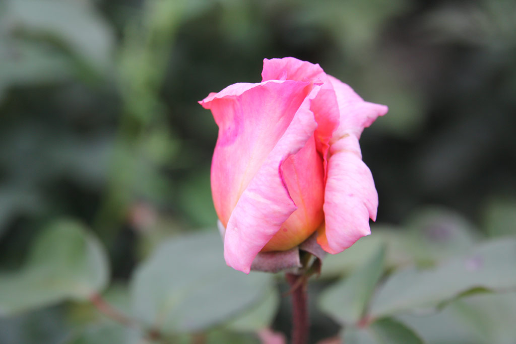 růže Lawinia