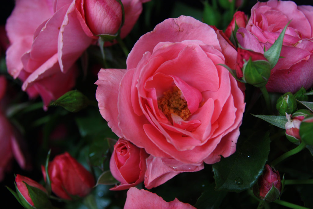 růže Lawinia