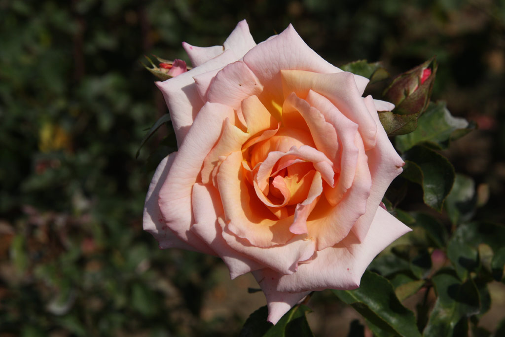růže Lawinia (Troja)