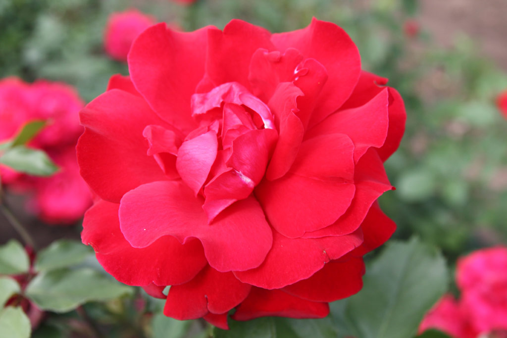 růže Le Rouge et Le Noir